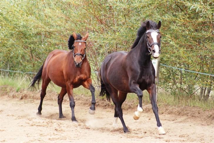 Mine ponypiger <3 12-9-08 billede 9