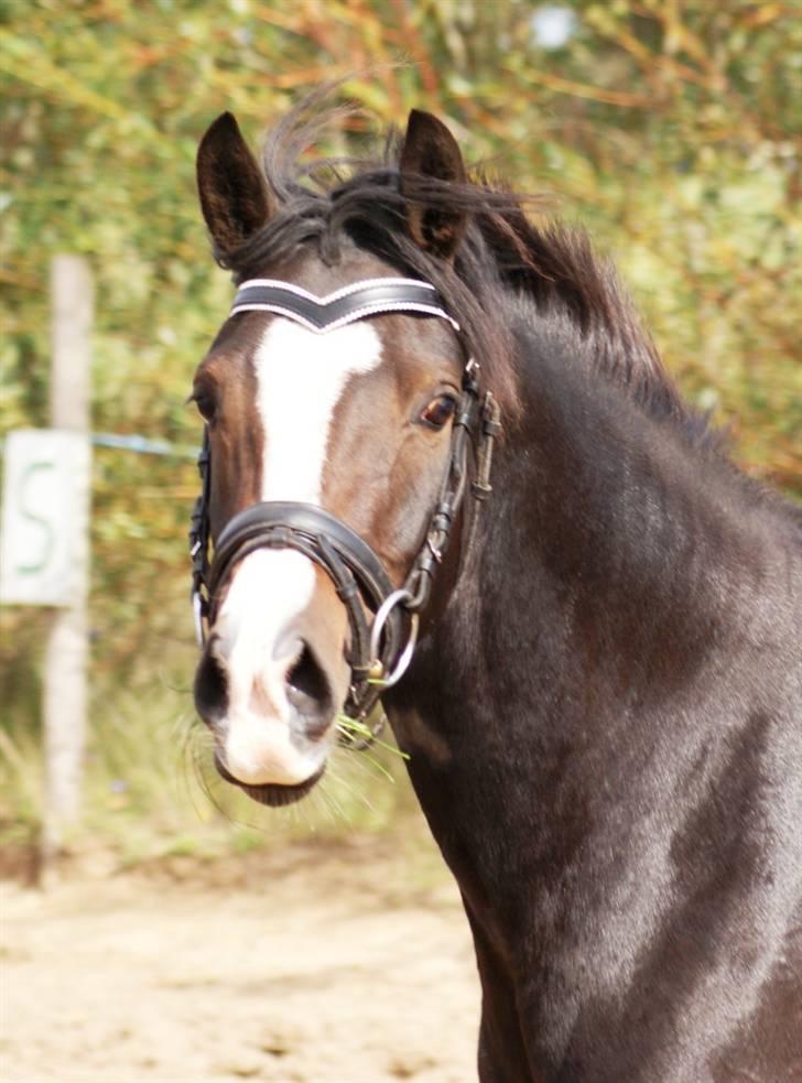 Mine ponypiger <3 12-9-08 billede 10