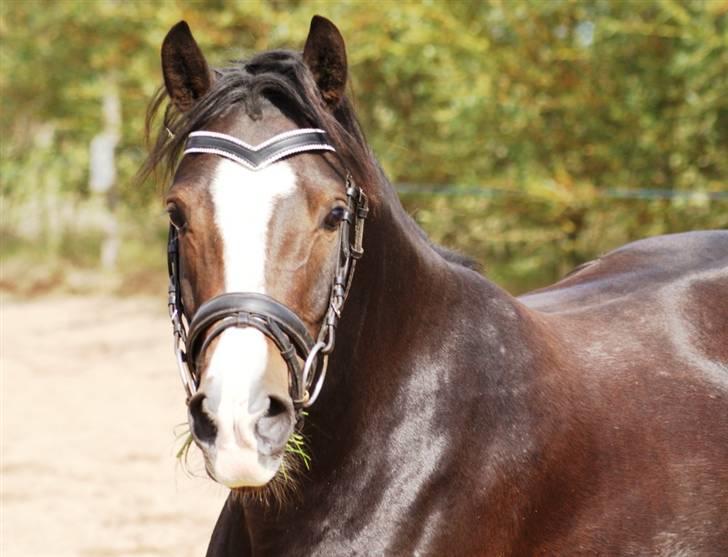 Mine ponypiger <3 12-9-08 billede 11