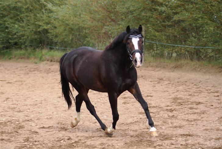 Mine ponypiger <3 12-9-08 billede 12