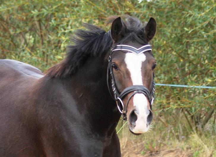 Mine ponypiger <3 12-9-08 billede 13