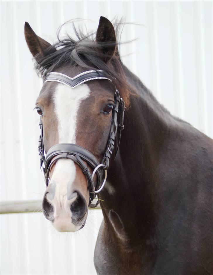 Mine ponypiger <3 12-9-08 billede 14