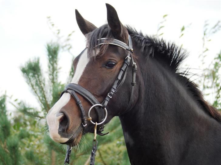 Mine ponypiger <3 12-9-08 billede 15