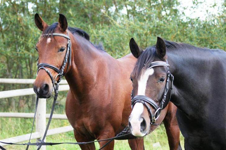 Mine ponypiger <3 12-9-08 billede 16