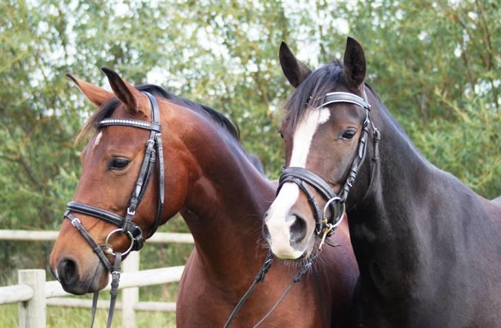 Mine ponypiger <3 12-9-08 billede 17