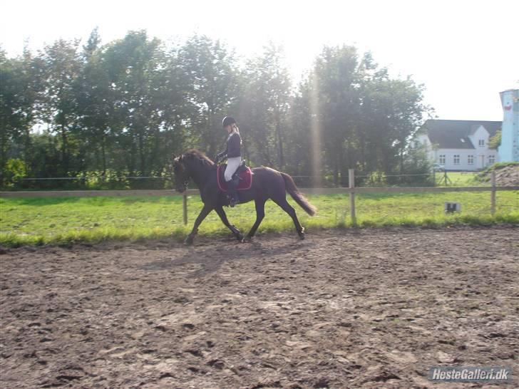 Hestene på Bisnapgård Efterskole <3 - Jeanette & Sirocco billede 1