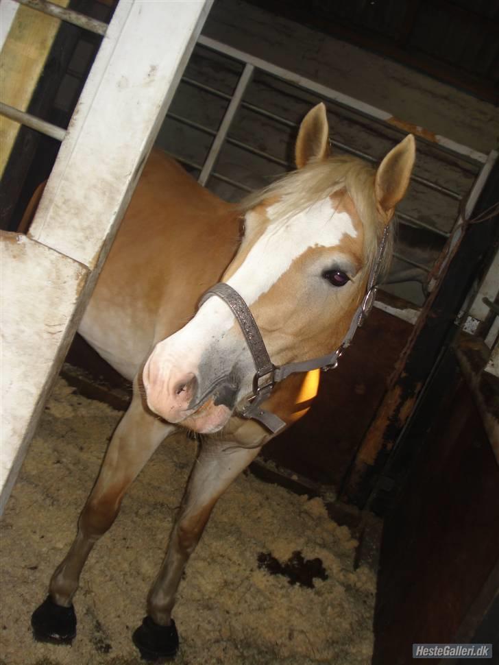 Hestene på Bisnapgård Efterskole <3 - Tara billede 2