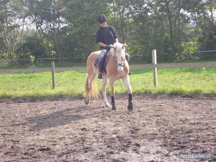 Hestene på Bisnapgård Efterskole <3 - Heidi & Tara billede 3