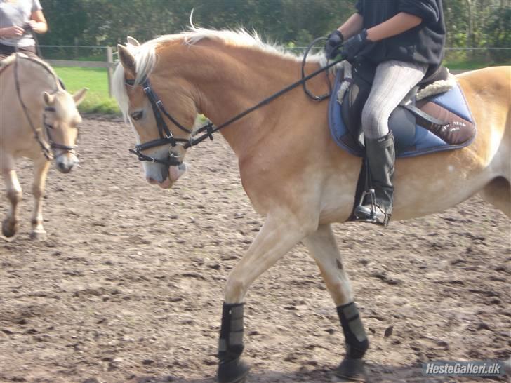 Hestene på Bisnapgård Efterskole <3 - Heidi & Tara billede 4