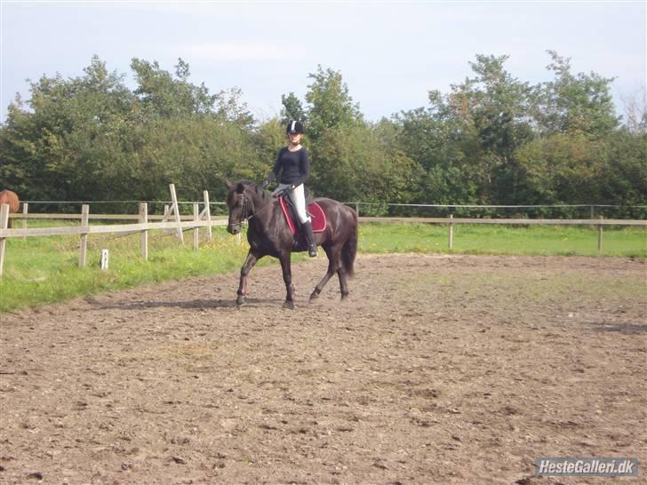 Hestene på Bisnapgård Efterskole <3 - Jeanette & Sirocco billede 6