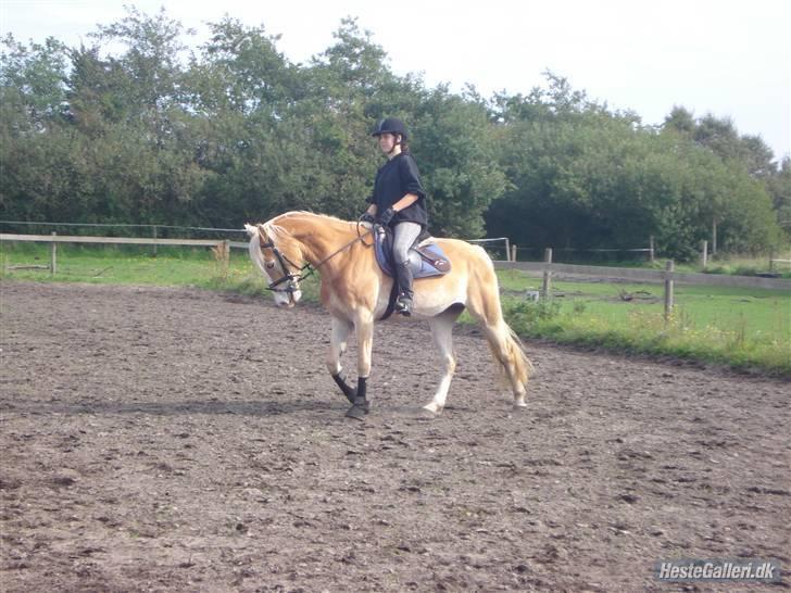 Hestene på Bisnapgård Efterskole <3 - Heidi & Tara billede 7