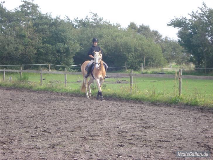 Hestene på Bisnapgård Efterskole <3 - Heidi & Tara billede 8