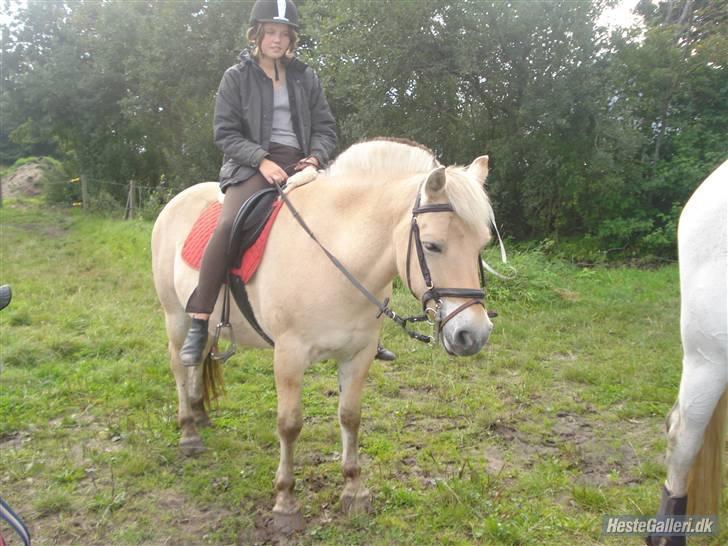 Hestene på Bisnapgård Efterskole <3 - Kamille & Coco billede 9