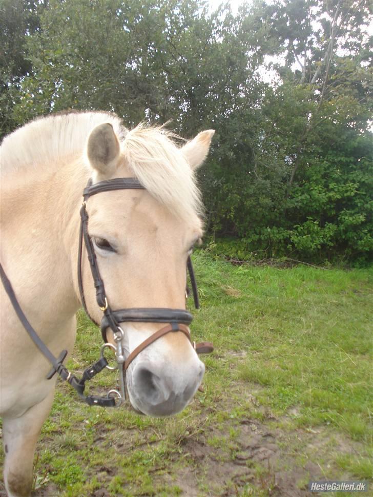 Hestene på Bisnapgård Efterskole <3 - Coco billede 10