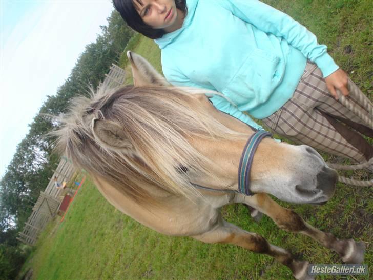 Hestene på Bisnapgård Efterskole <3 - Joan & Sheik, som skal tilrides i år billede 11