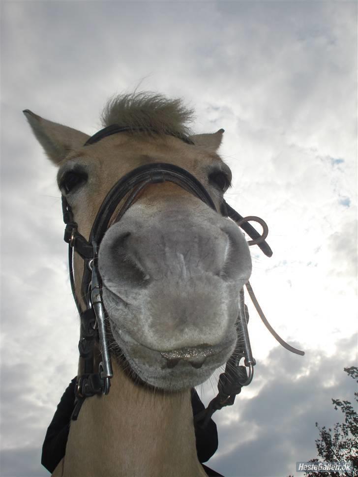 Hestene på Bisnapgård Efterskole <3 - Coco billede 13