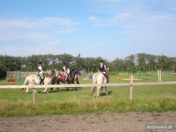 Hestene på Bisnapgård Efterskole <3 - Fjordhesten t.v. er Silas med Julie på ryggen
Den sorte er Samsom med Elisa
Den anden fjordhest er Trold billede 14