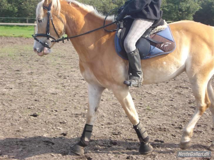 Hestene på Bisnapgård Efterskole <3 - Heidi & Tara billede 17