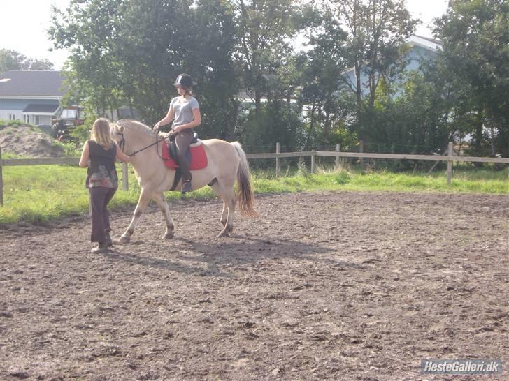 Hestene på Bisnapgård Efterskole <3 - Kamille, Coco & Majbritt billede 19