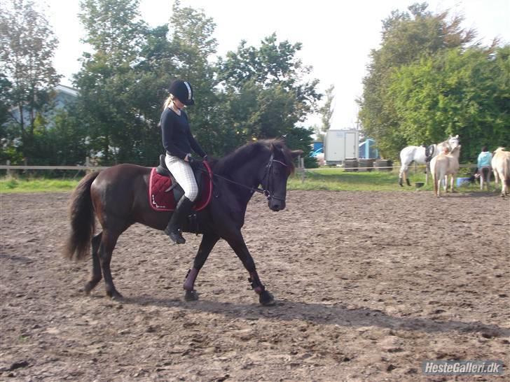 Hestene på Bisnapgård Efterskole <3 - Jeanette & Sirocco billede 20