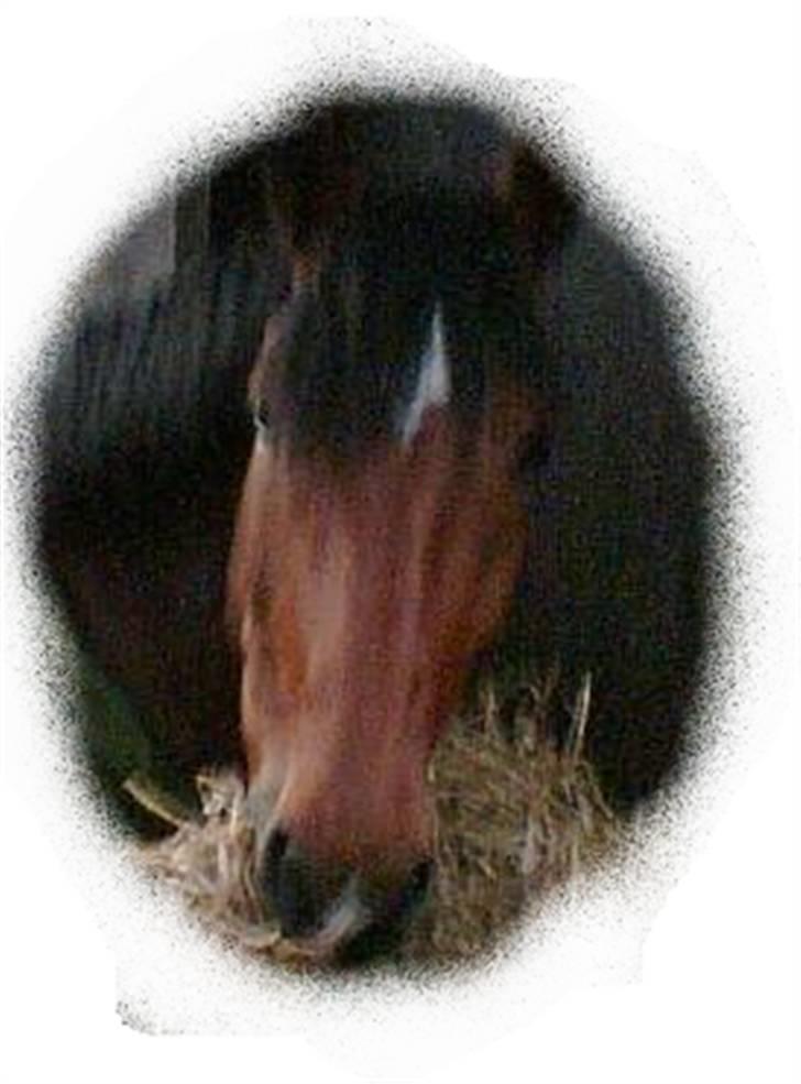 Søde billeder! - Her.. de er ikk helt runde men de kan ikkke blive bedre.. billede 8