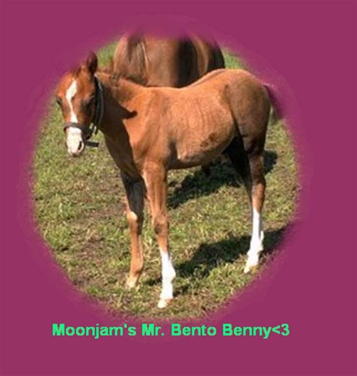 Søde billeder! - Værsgod.. du fik lidt din vilje!! billede 10