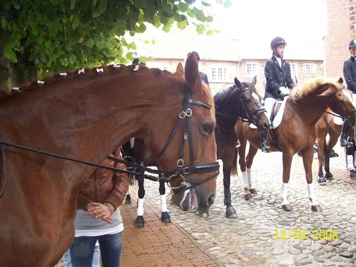 Espalier ved Jane og Troels´ bryllup billede 12