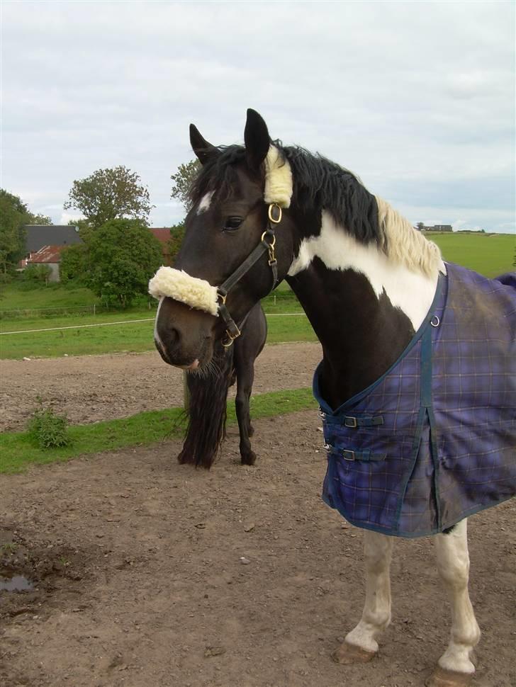 Mr pind på fold.. billede 1