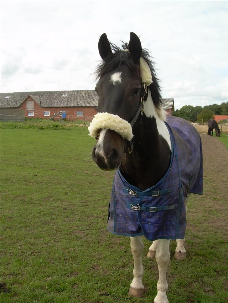 Mr pind på fold.. billede 4