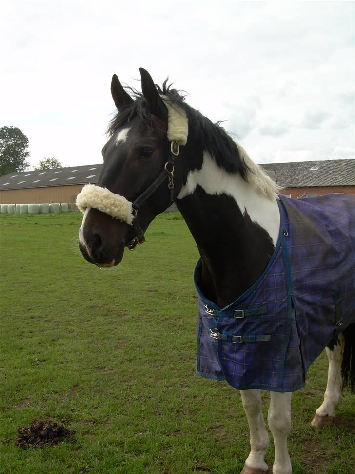 Mr pind på fold.. billede 5