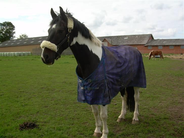 Mr pind på fold.. billede 6