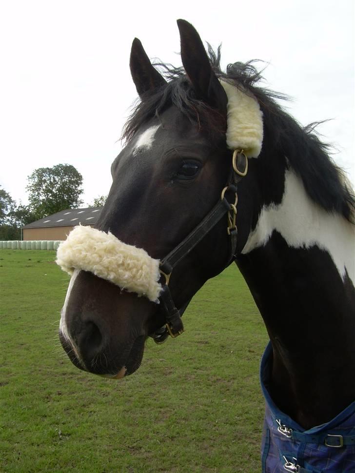 Mr pind på fold.. billede 7