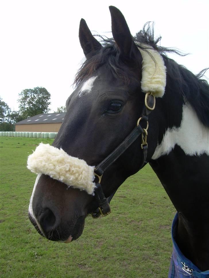Mr pind på fold.. billede 8