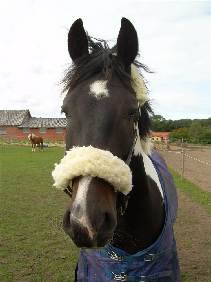 Mr pind på fold.. billede 9