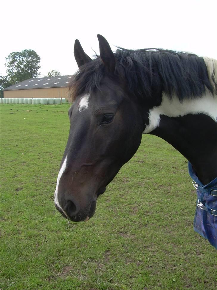 Mr pind på fold.. billede 10