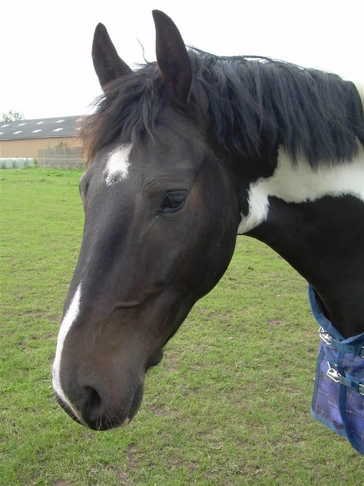 Mr pind på fold.. billede 11