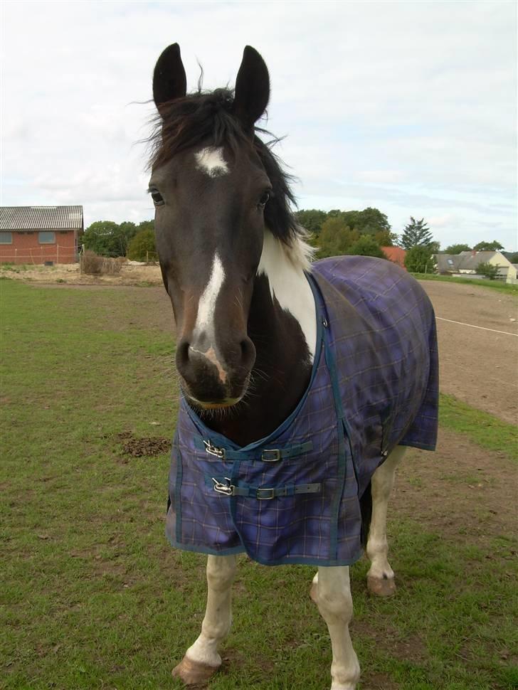 Mr pind på fold.. billede 12