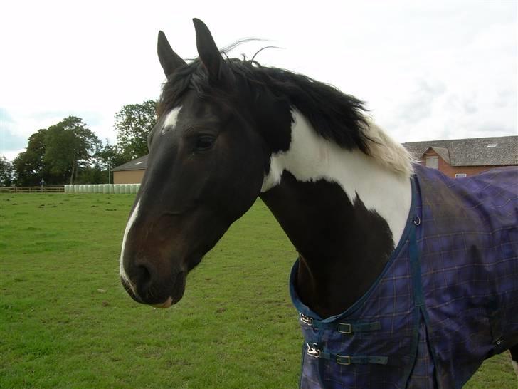 Mr pind på fold.. billede 13