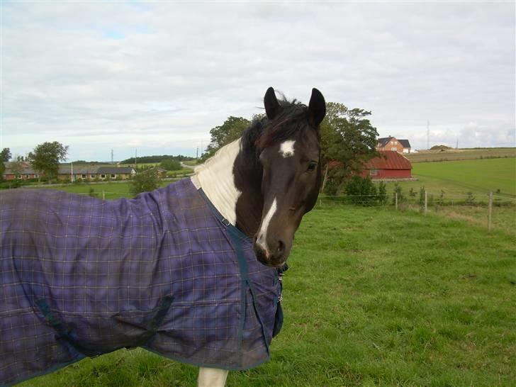 Mr pind på fold.. billede 14