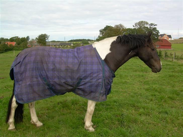 Mr pind på fold.. billede 15