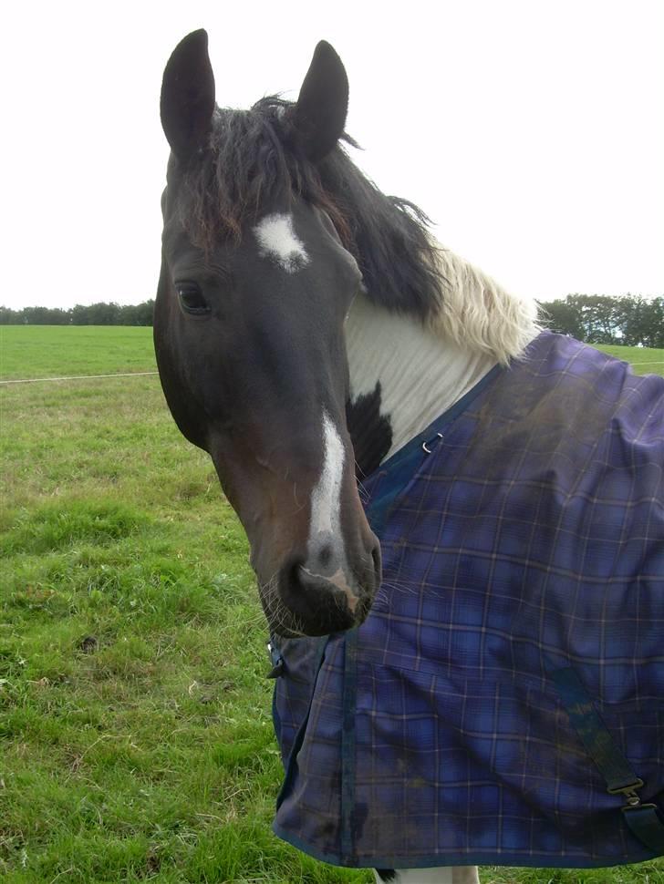 Mr pind på fold.. billede 16