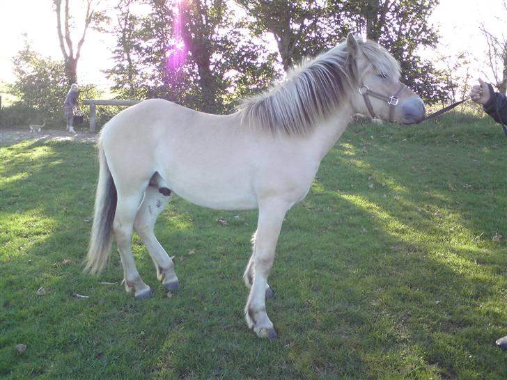 Morten .. Lille nussede hovede! - D.20-09-08
Saa skulle jeg lige ha nogle nye billeder a ham! 
Efter vi havde longseret ham for ferste gang! billede 10