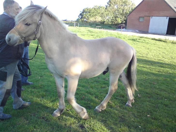 Morten .. Lille nussede hovede! - D.20-09-08
Ville ikke helt staa stille .... hihi.. billede 11