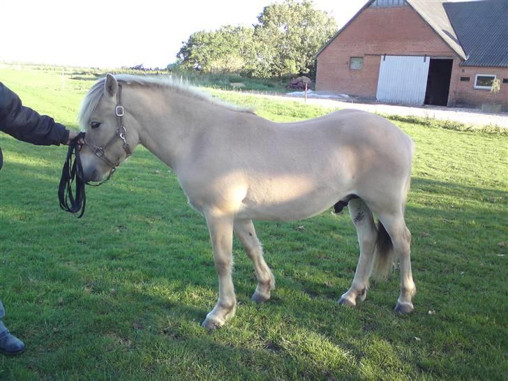 Morten .. Lille nussede hovede! - D.20-09-08
Saa stod han! <3 billede 12