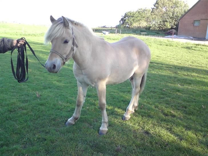 Morten .. Lille nussede hovede! - D.20-09-08
Morten! ......... Saa Smuk!!! billede 13