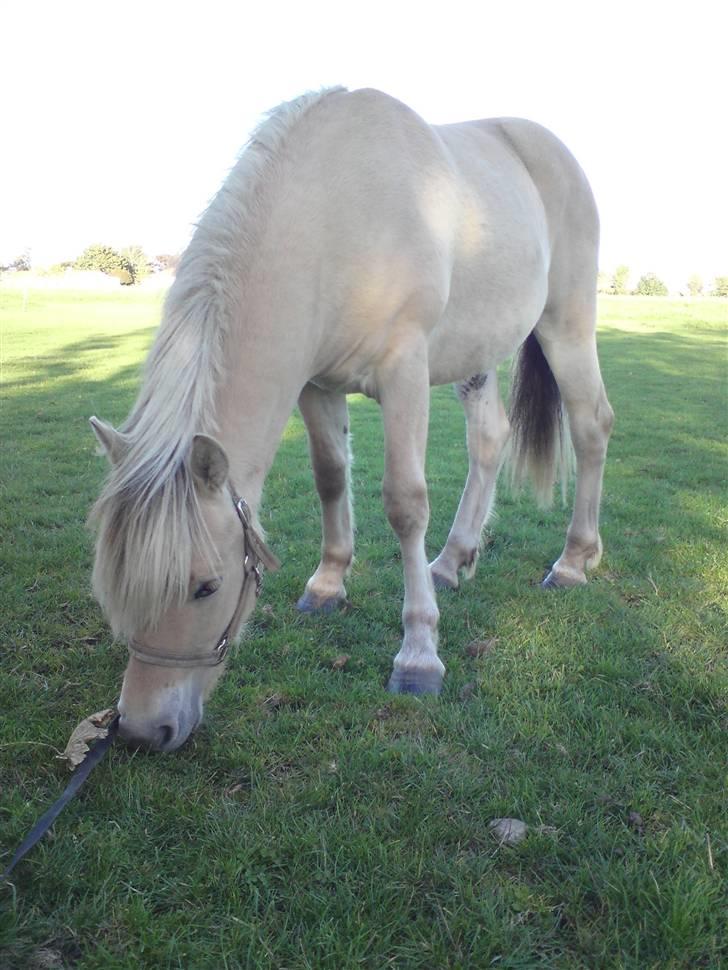 Morten .. Lille nussede hovede! billede 15