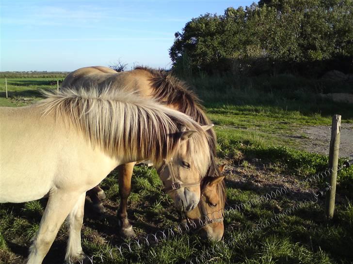 Morten .. Lille nussede hovede! billede 16