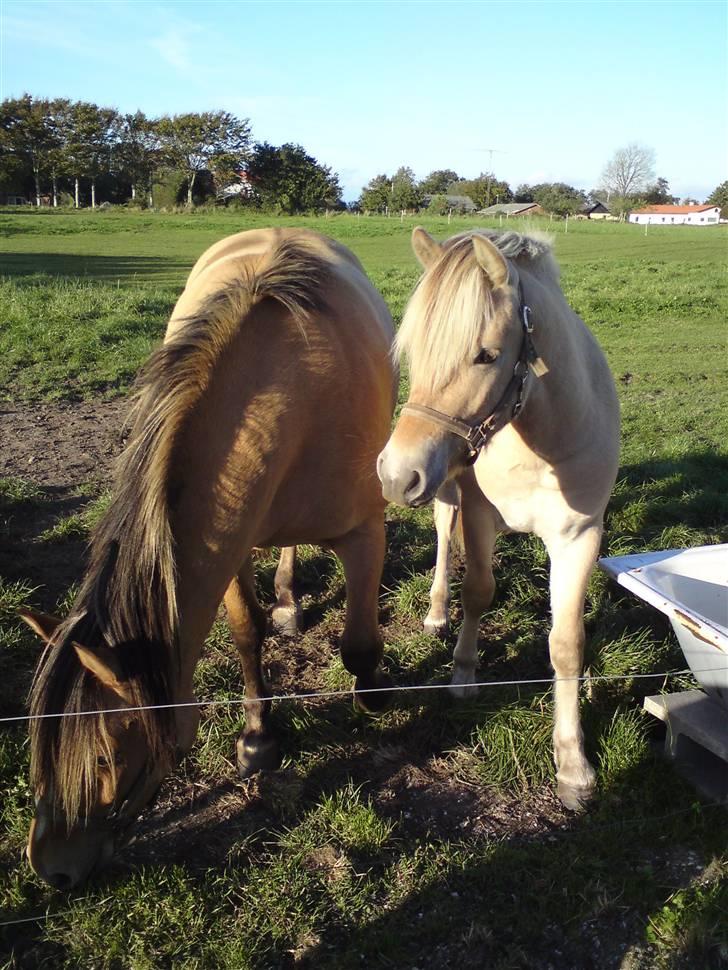 Morten .. Lille nussede hovede! - D.20-09-08
Har lyst til at kramme ham hele tiden!! billede 17