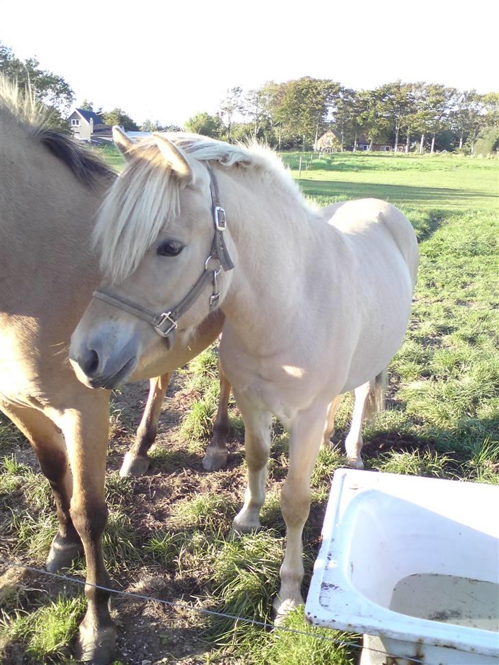 Morten .. Lille nussede hovede! - <333 se lille mig, er jeg ikk fin ... billede 18