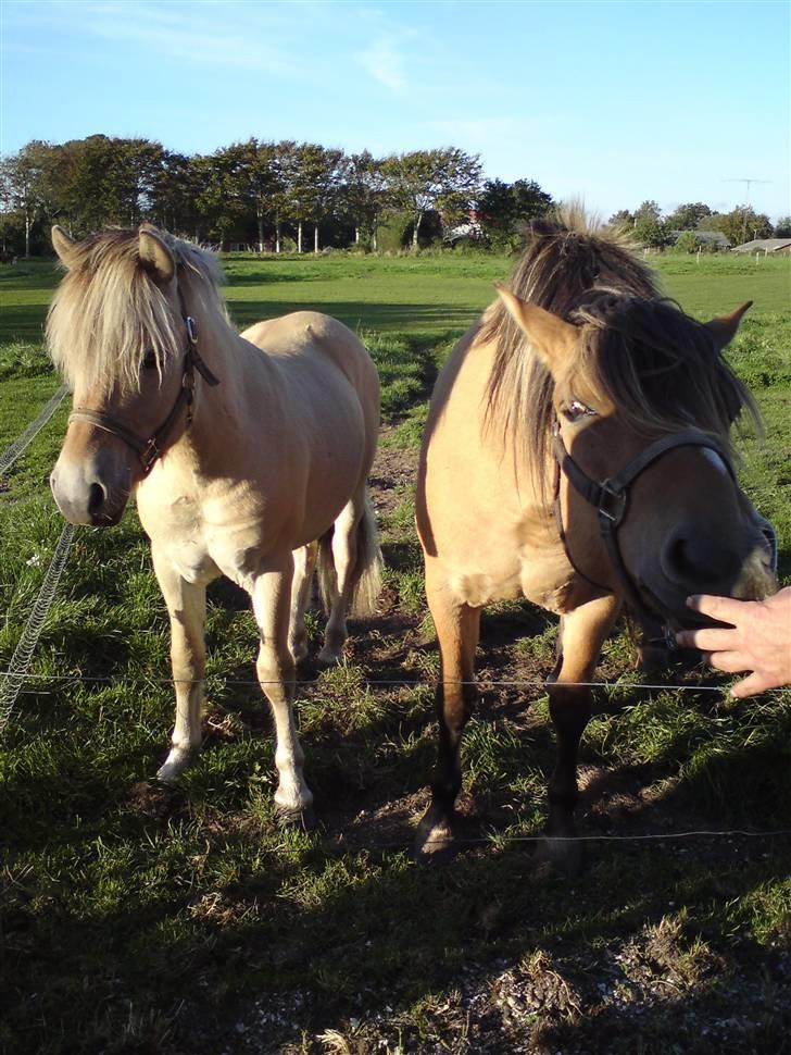 Morten .. Lille nussede hovede! - D.20-09-08
Staar han ved sin halv mor! Montana min soede pige! billede 19